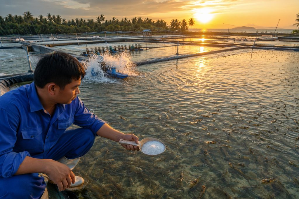 Vietnamese shrimp farm at Mekong Delta sunset with farmer dosing SDIC - aquaculture case study